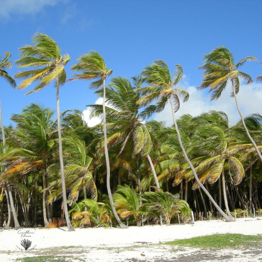 À la découverte des Secrets de notre Huile de Coco Martiniquaise